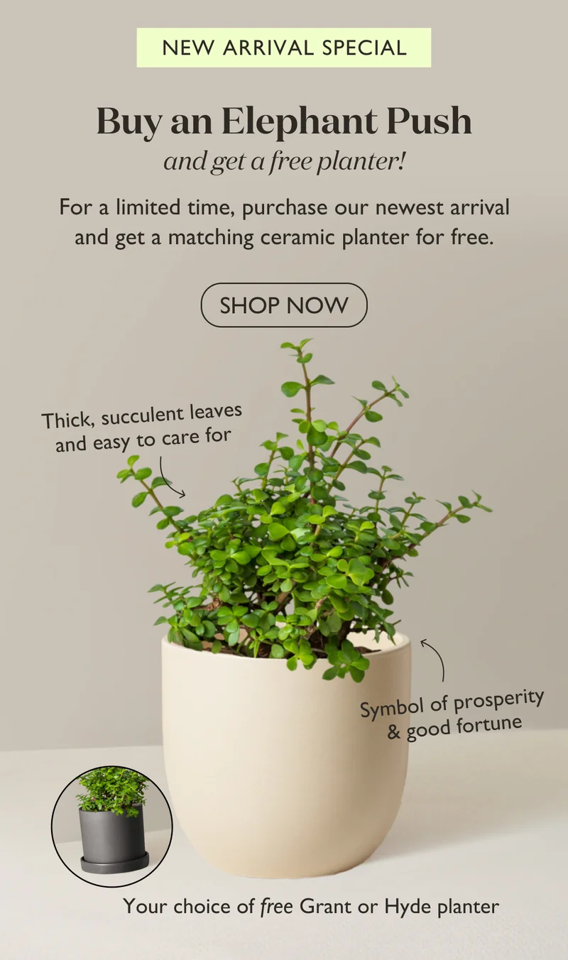 For a limited time, purchase our newest arrival the Elephant Bush and get a matching ceramic planter for free! Shop now.