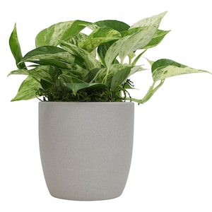 25% Off Select House Plants