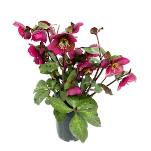 30% Off Select Perennials & Annuals