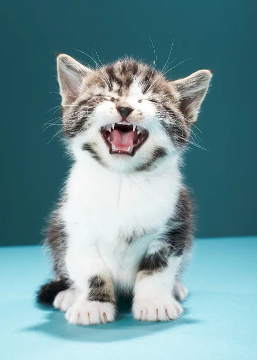 Cats only meow with people—but it can be hard to know what they're trying to say.