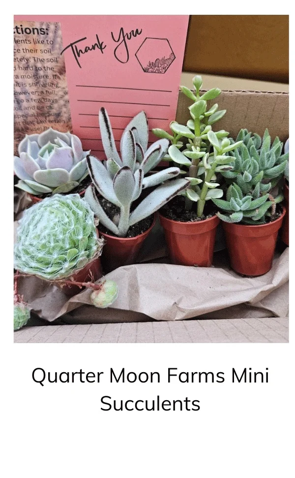 Monthly Cacti Box! Quarter Moon Farms