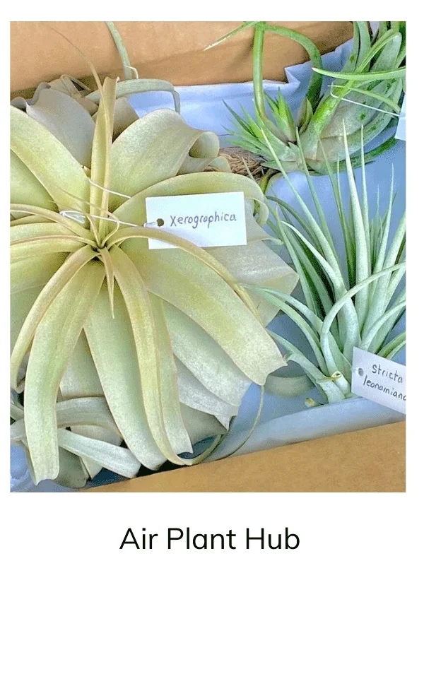 Air Plant Hub