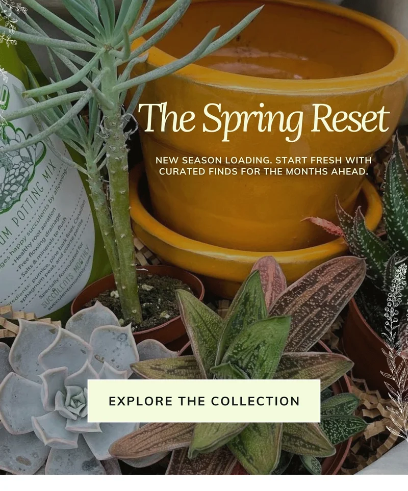 Shop Spring Renewal: Fresh Season Energy Starts Now