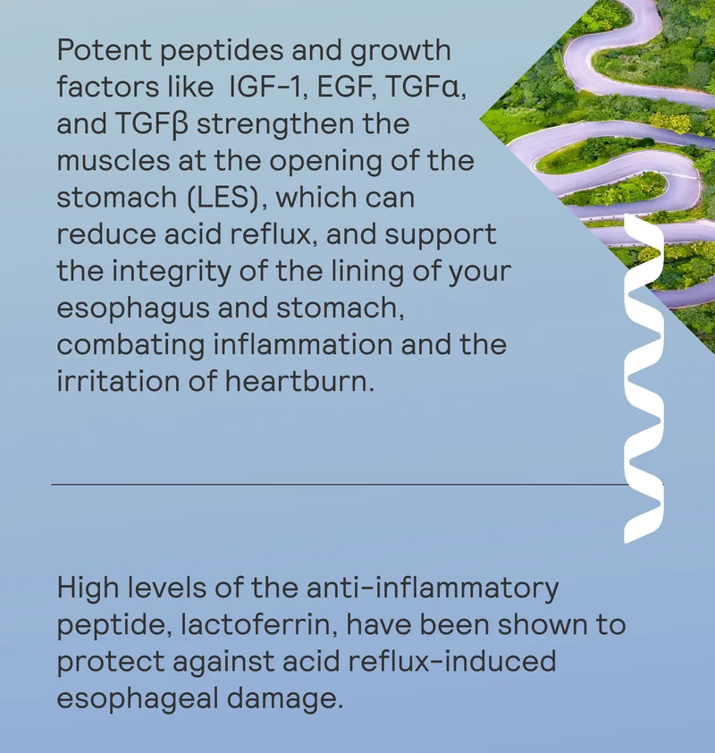 Potent peptides and growth factors like  IGF-1, EGF, TGFα, and TGFβ strengthen the muscles at the opening of the stomach (LES), which can reduce acid reflux, and support the integrity of the lining of your esophagus and stomach, combating inflammation and the irritation of heartburn.  High levels of the anti-inflammatory peptide, lactoferrin, have been shown to protect against acid reflux-induced esophageal damage.