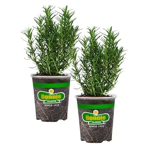 30% Off Select Herb Plants