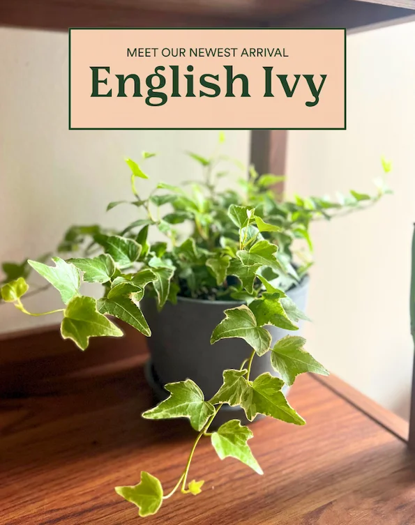 Shop the ENGLISH IVY