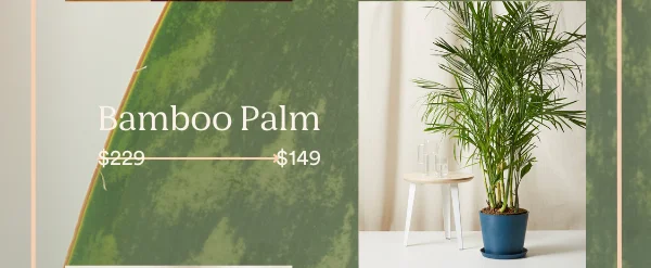 The bamboo palm will be available for just $149