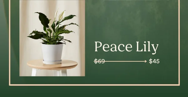 The peace lily will be available for just $45