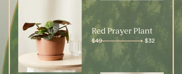 The red prayer plant will be available for just $32
