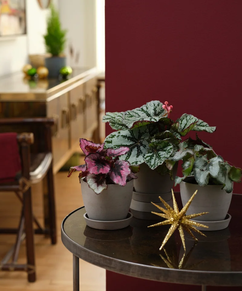 Image of Begonia Collection