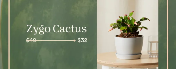 The zygo cactus will be available for just $32