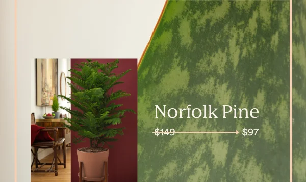 The norfolk pine will be available for just $97