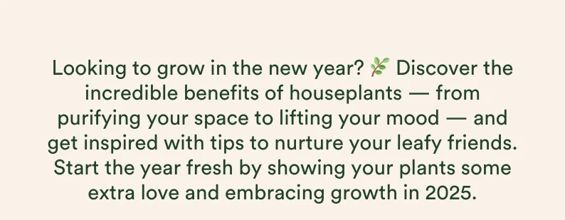 Looking to grow in the new year? 🌿 Discover the incredible benefits of houseplants — from purifying your space to lifting your mood — and get inspired with tips to nurture your leafy friends. Start the year fresh by showing your plants some extra love and embracing growth in 2025.