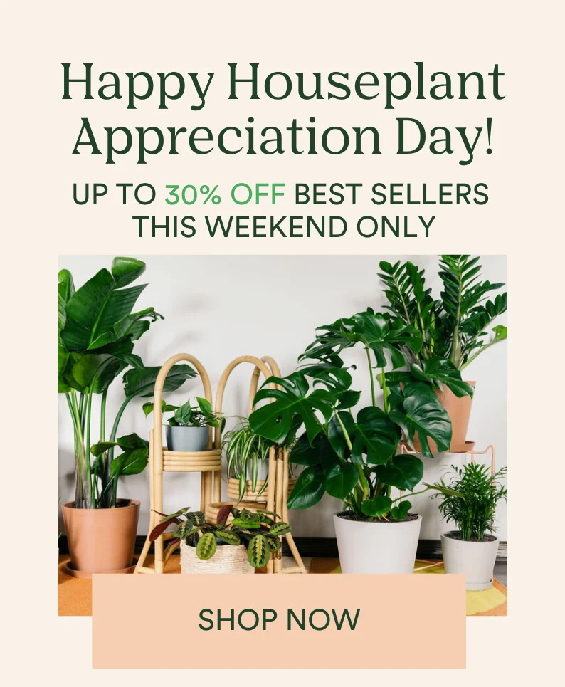 happy houseplant appreciation day! save up to 30% on best sellers this weekend only