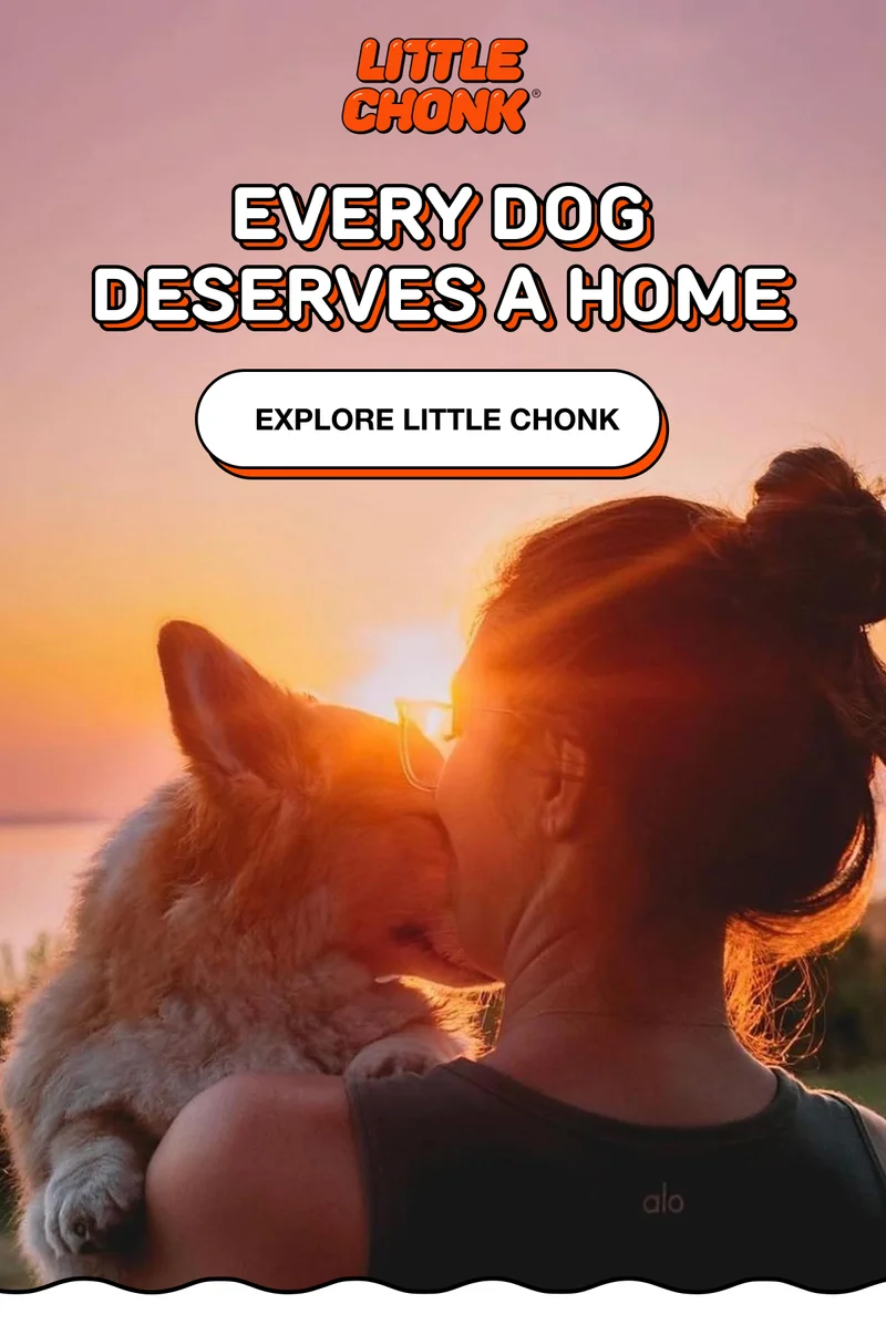 Every Dog Deserves A Home