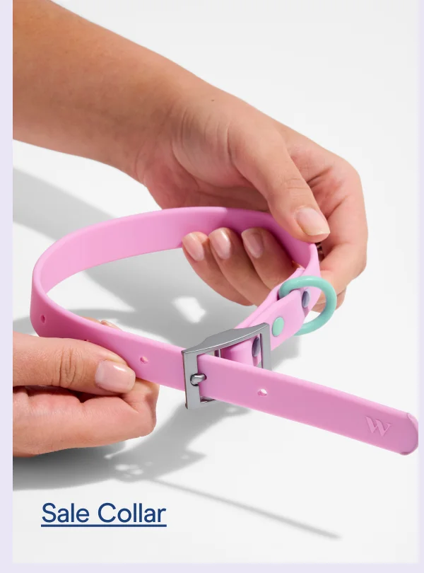 Sale Collar