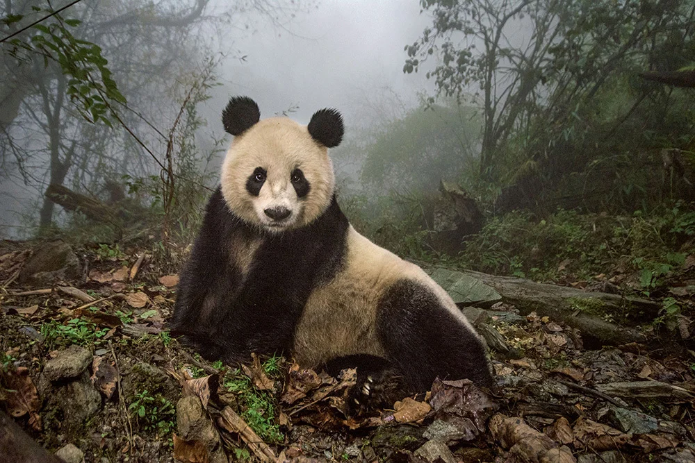 A 16-year old giant panda at a conservation center in Wolong Nature Reserve