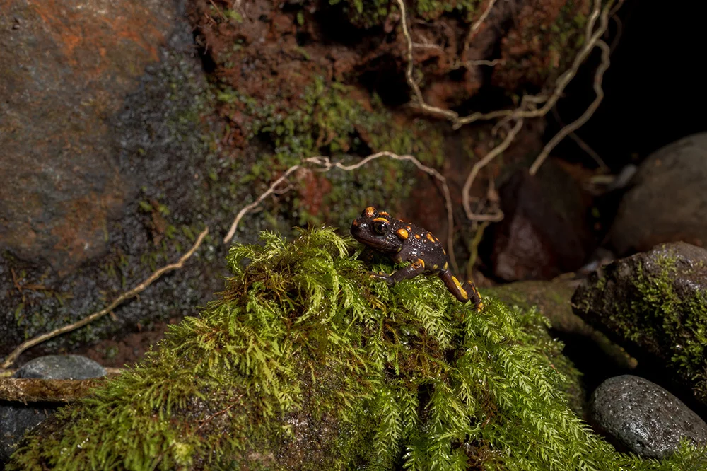 A false toad In the forest around lush green