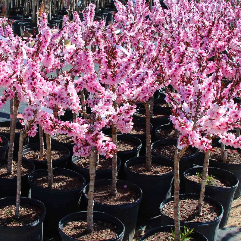 Image of Bonfire Patio Peach