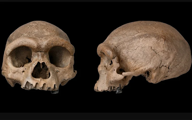 A frontal (left) and profile (right) view of the “Dragon Man” skull side by side.