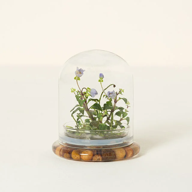 Everlasting Persian Violet Terrarium