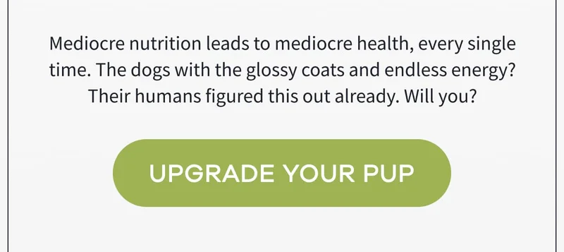 Mediocre nutrition leads to mediocre health, every single time. The dogs with the glossy coats and endless energy? Their humans figured this out already. Will you? | UPGRADE YOUR PUP
