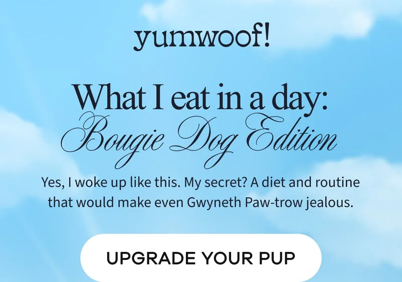 yumwoof! | What I eat in a day: Bougie Dog Edition | Yes, I woke up like this. My secret? A diet and routine that would make even Gwyneth Paw-trow jealous. | UPGRADE YOUR PUP