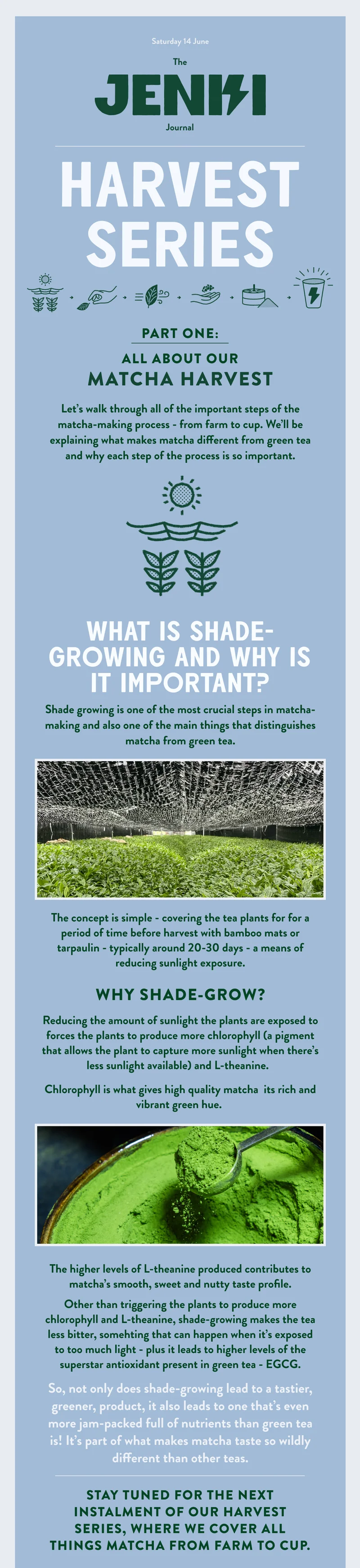Matcha and Shade-Growing