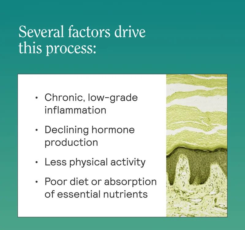 Several factors drive this process:   Chronic, low-grade inflammation Declining hormone production Less physical activity Poor diet or absorption of essential nutrients