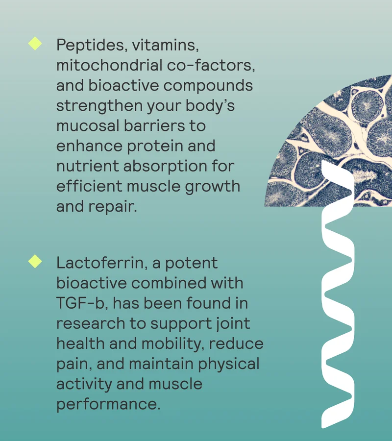 Peptides, vitamins, mitochondrial co-factors, and bioactive compounds strengthen your body’s mucosal barriers to enhance protein and nutrient absorption for efficient muscle growth and repair. Lactoferrin, a potent bioactive combined with TGF-b, has been found in research to support joint health and mobility, reduce pain, and maintain physical activity and muscle performance.