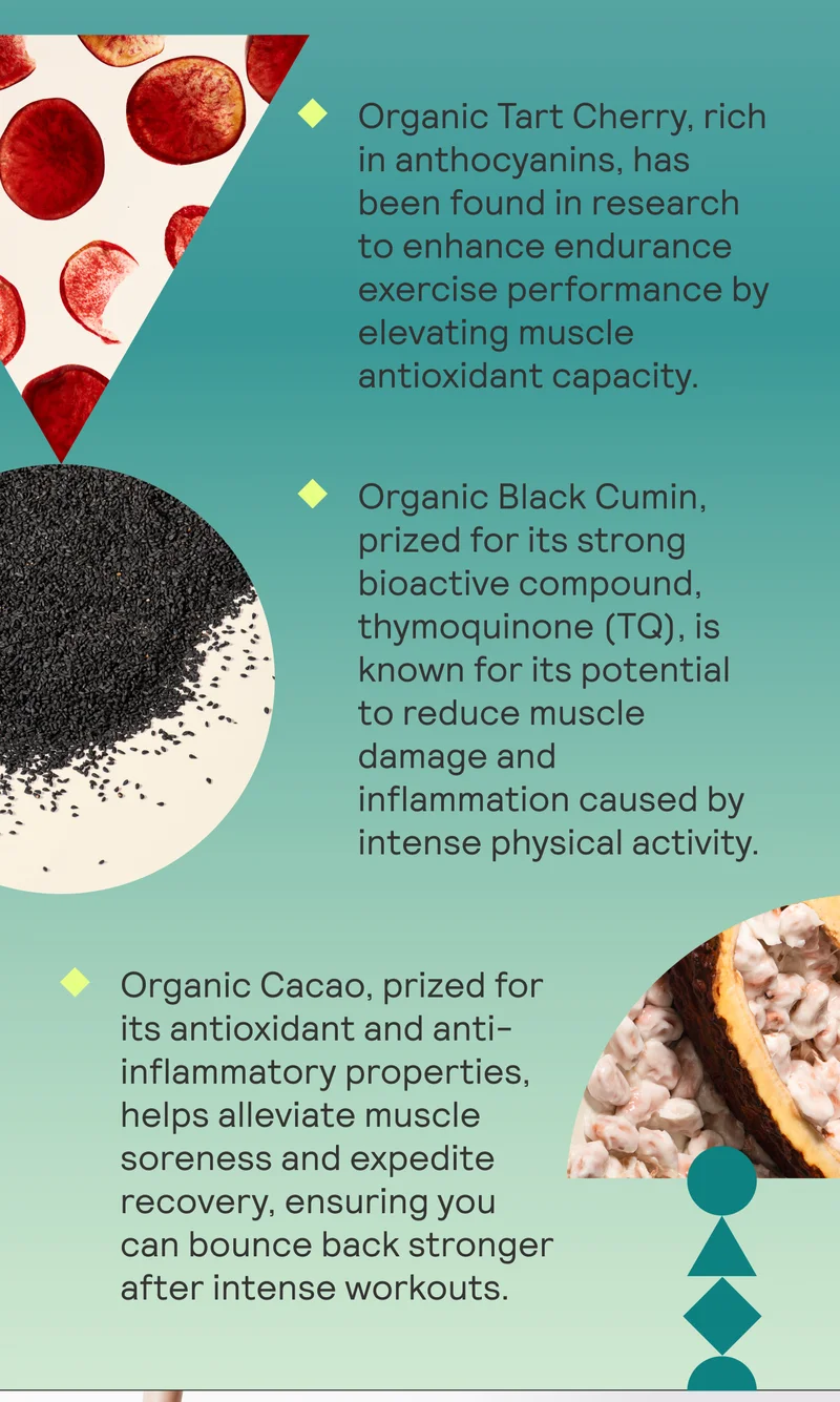 Organic Tart Cherry, rich in anthocyanins, has been found in research to enhance endurance exercise performance by elevating muscle antioxidant capacity.  Organic Black Cumin, prized for its strong bioactive compound, thymoquinone (TQ), is known for its potential to reduce muscle damage and inflammation caused by intense physical activity. Organic Cacao, prized for its antioxidant and anti-inflammatory properties, helps alleviate muscle soreness and expedite recovery, ensuring you can bounce back stronger after intense workouts.