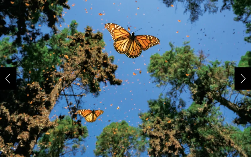 Monarch butterflies gather by the millions in a high-elevation fir forest of El Rosario Sanctuary, part of the Monarch Butterfly Biosphere Reserve in Michoacán, Mexico.