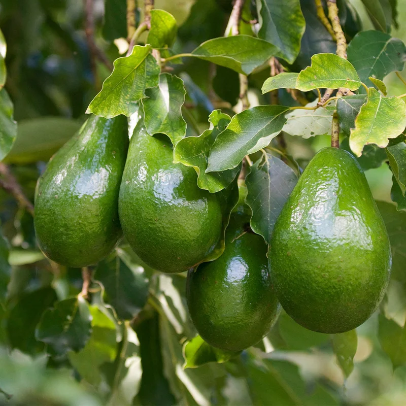 Image of Cold Hardy Avocado Tree