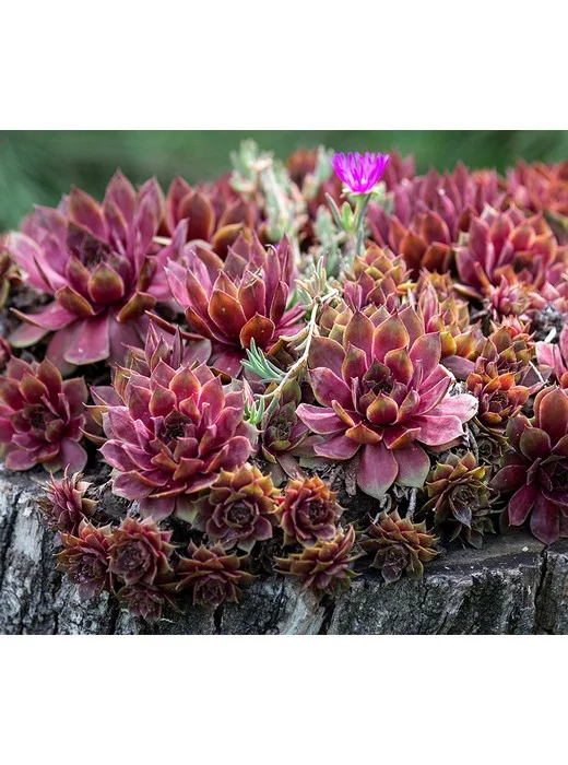 Ships 5/5/25 Roberta's 6Pc Hardy Hens & Chicks Live Plants