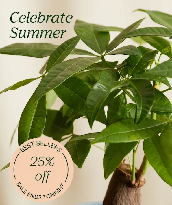 25% off best sellers