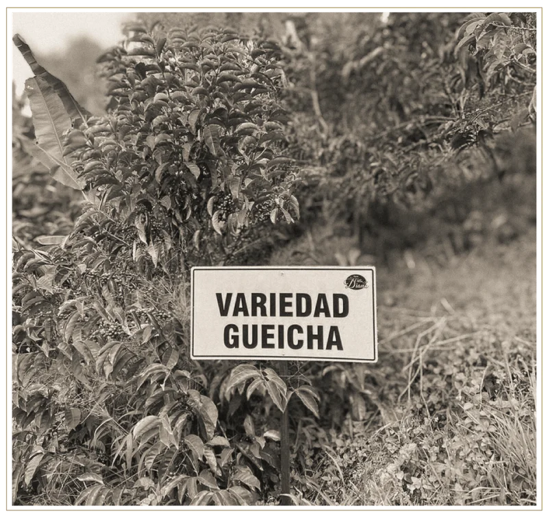 Colombia Finca Villa Diana Gesha