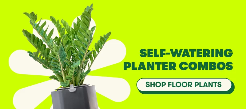 Self-watering Planter Combos  [SHOP FLOOR PLANTS]