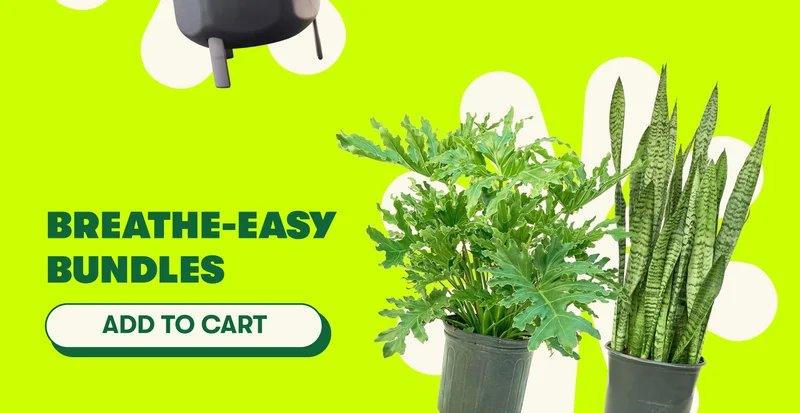 Breathe-easy Bundles [ADD TO CART]