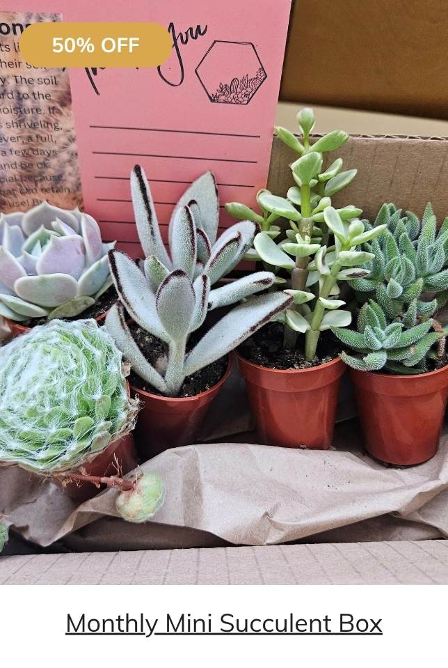 Monthly Mini Succulent Box