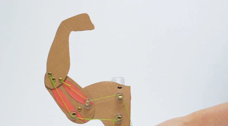 A cardboard model of a flexing arm shows how levers and linkages create complex motion.