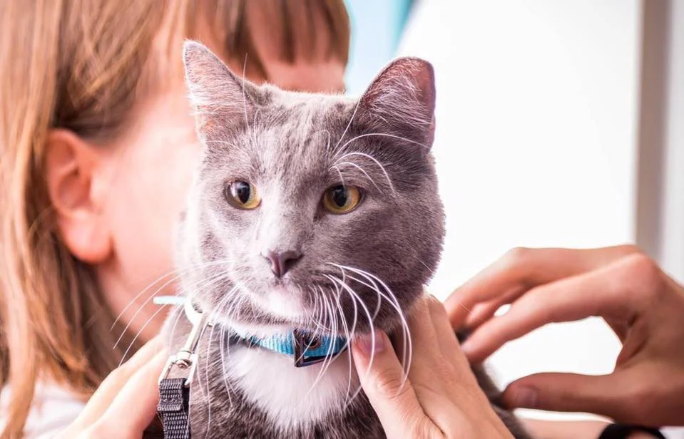 Tracy holding Roger on a leash and harness