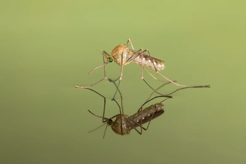 A freshly hatched mosquito (Culicidae) sits on the surface of water—where the insects are often known to breed.