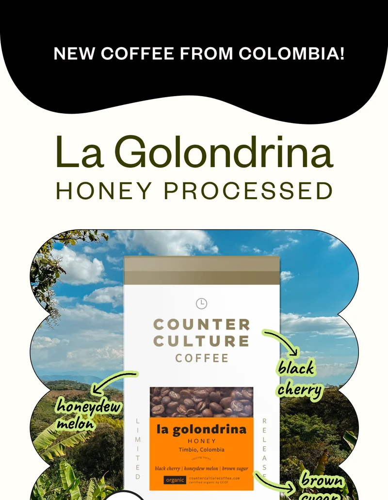New arrival from Colombia La Golondrina Honey Processed honeydew melon black cherry brown sugar