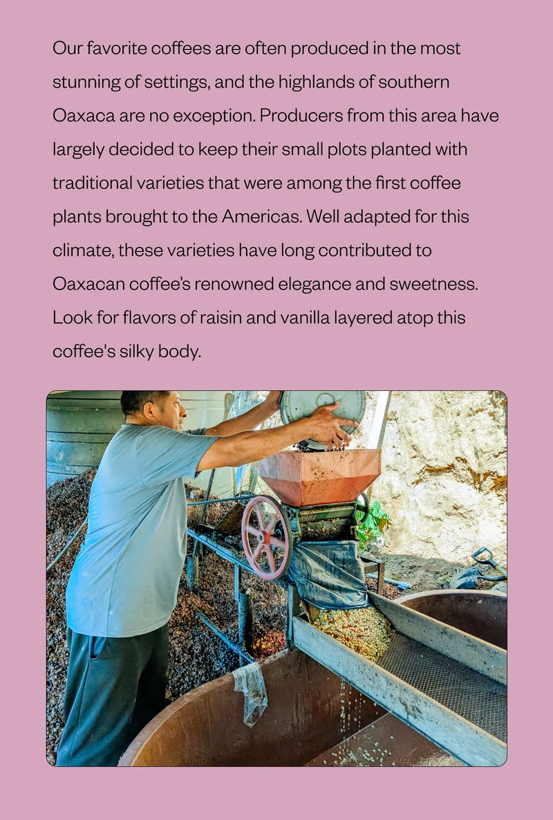 Our favorite coffees are often produced in the most stunning of settings, and the highlands of southern Oaxaca are no exception. Producers from this area have largely decided to keep their small plots planted with traditional varieties that were among the first coffee plants brought to the Americas. Well adapted for this climate, these varieties have long contributed to Oaxacan coffee’s renowned elegance and sweetness. Look for flavors of raisin and vanilla layered atop this coffee's silky body.
