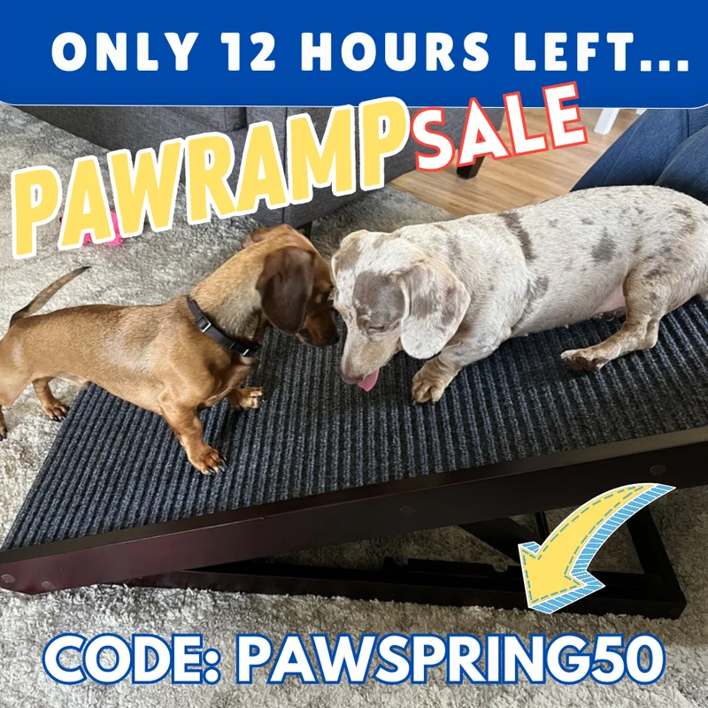 Pawramp Spring