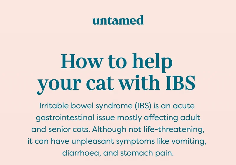 How to help your cat with IBS