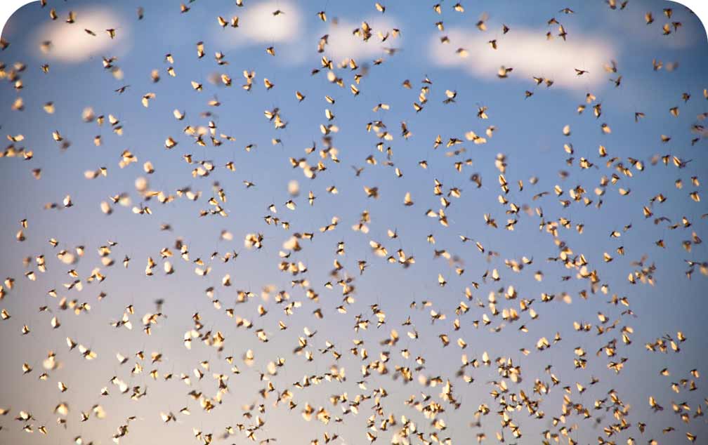 A prolific hatch of caddis flies rises into the sky in the soft light of a summer evening.
