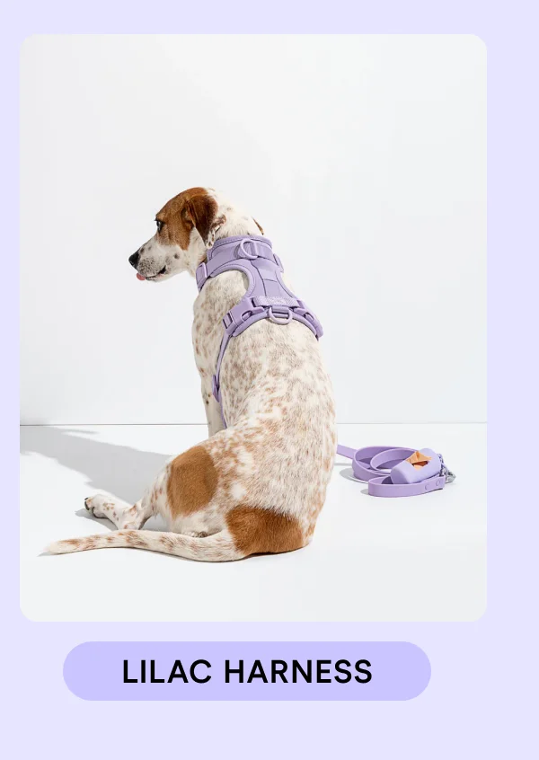 Lilac Harness