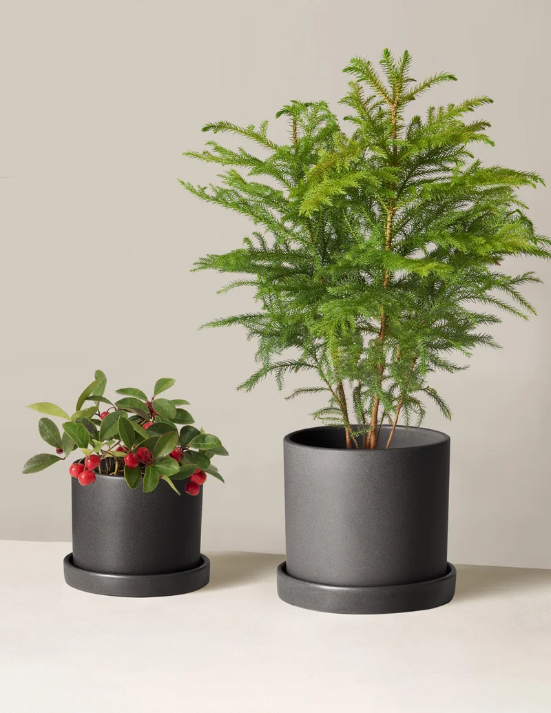 Image of Holiday Duo