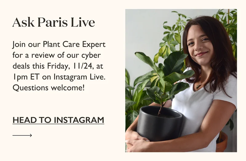 Ask Paris Live: Join our Plant Care Expert for a review of our cyber deals this Friday, 11/24, at 1pm ET on Instagram Live. Questions welcome!